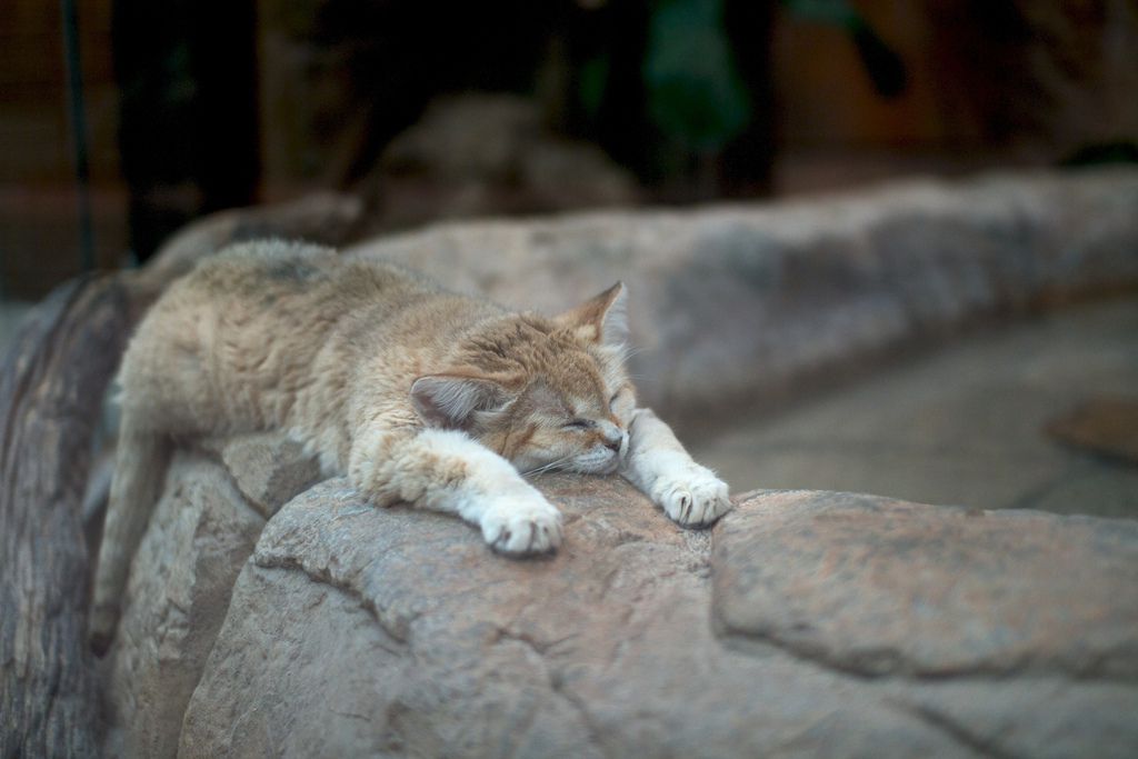 sleepy sleeping sandcat