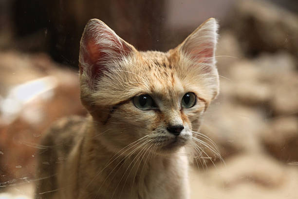 slightly wet sand cat