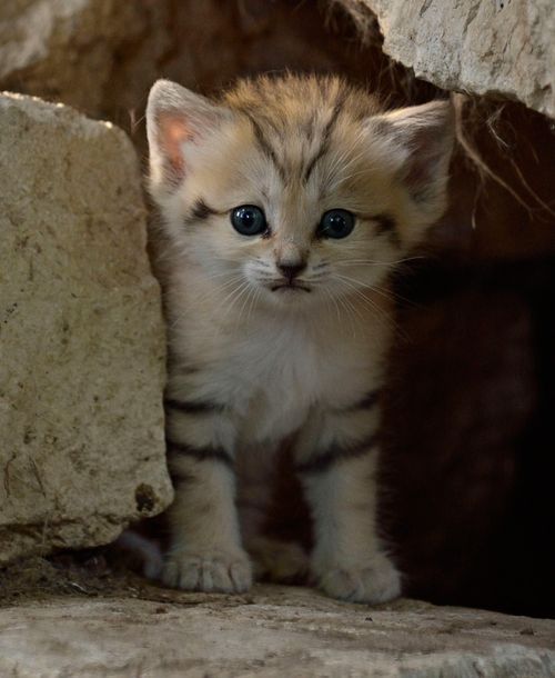 smol sandcat between rocks