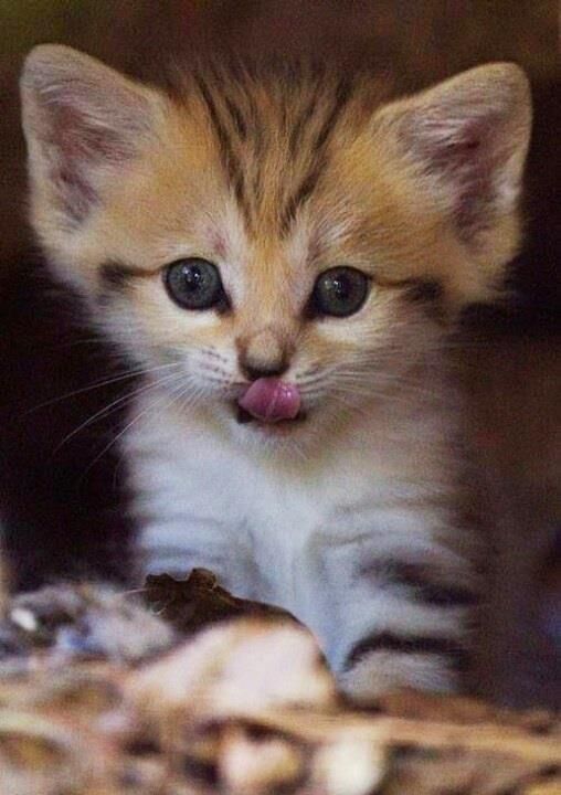 smol sandcat licknose