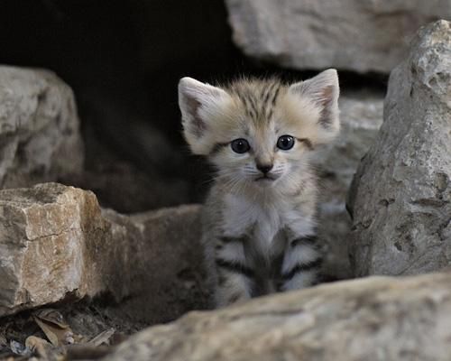 smol sandcat on rocks