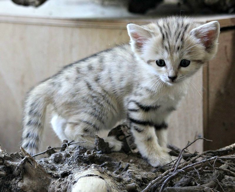 smol sandcat on sticks