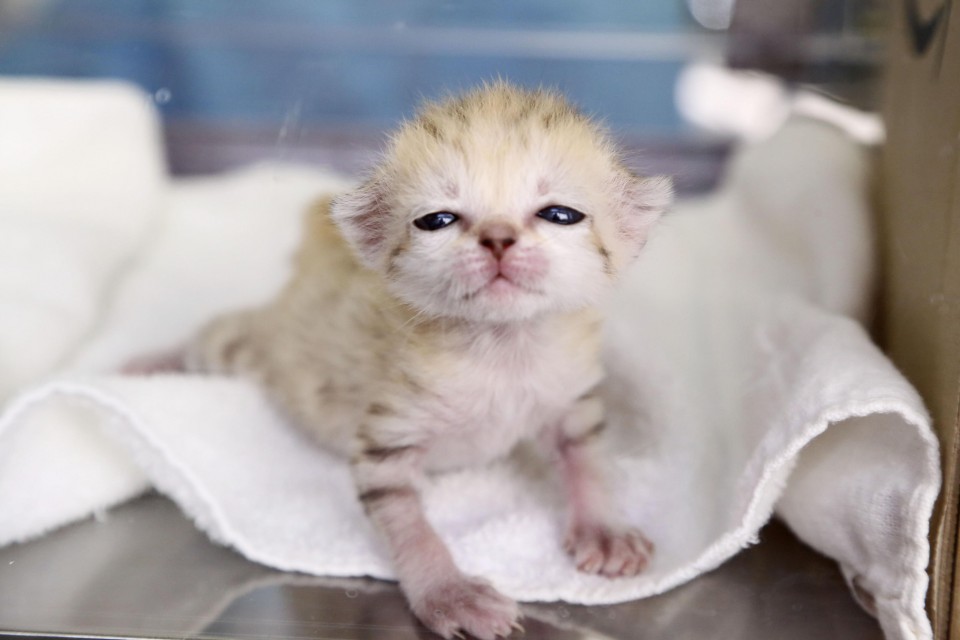 smol sandcat on towel