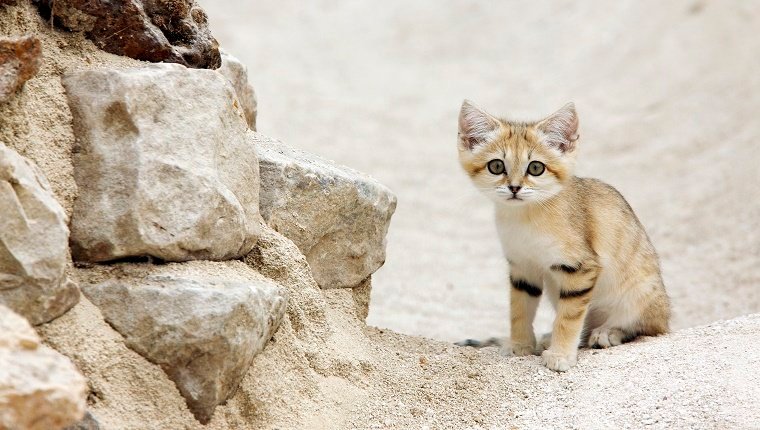 smol sandcat sitting