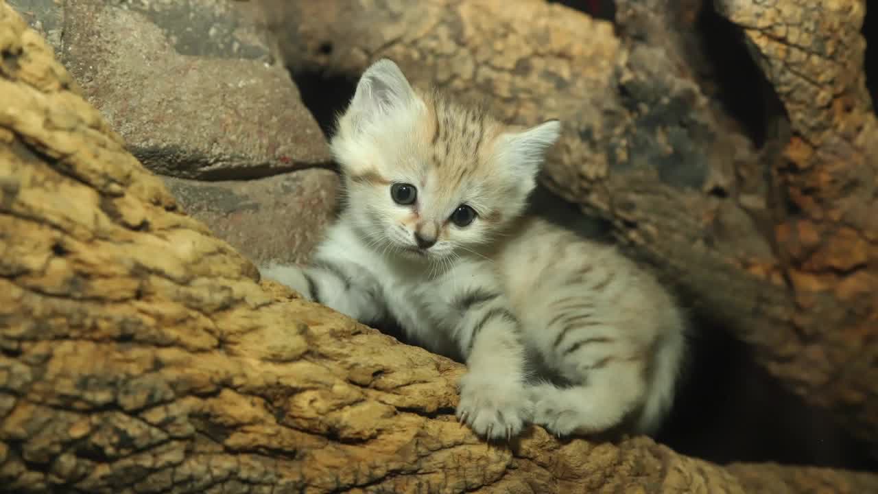 smol sandcat skritch log