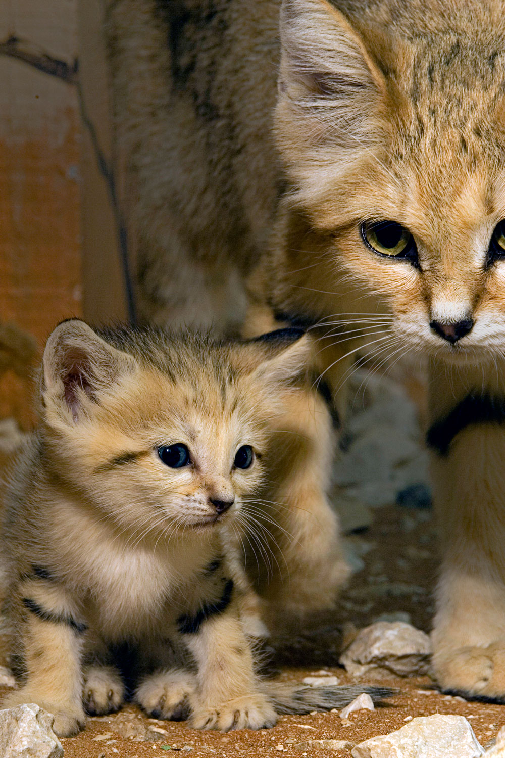 smol sandcat stare