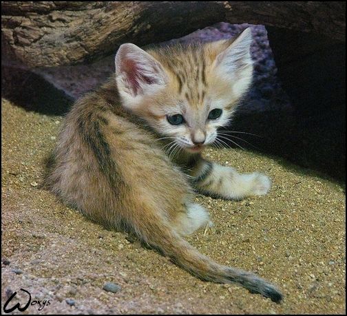 smol sandcat tail