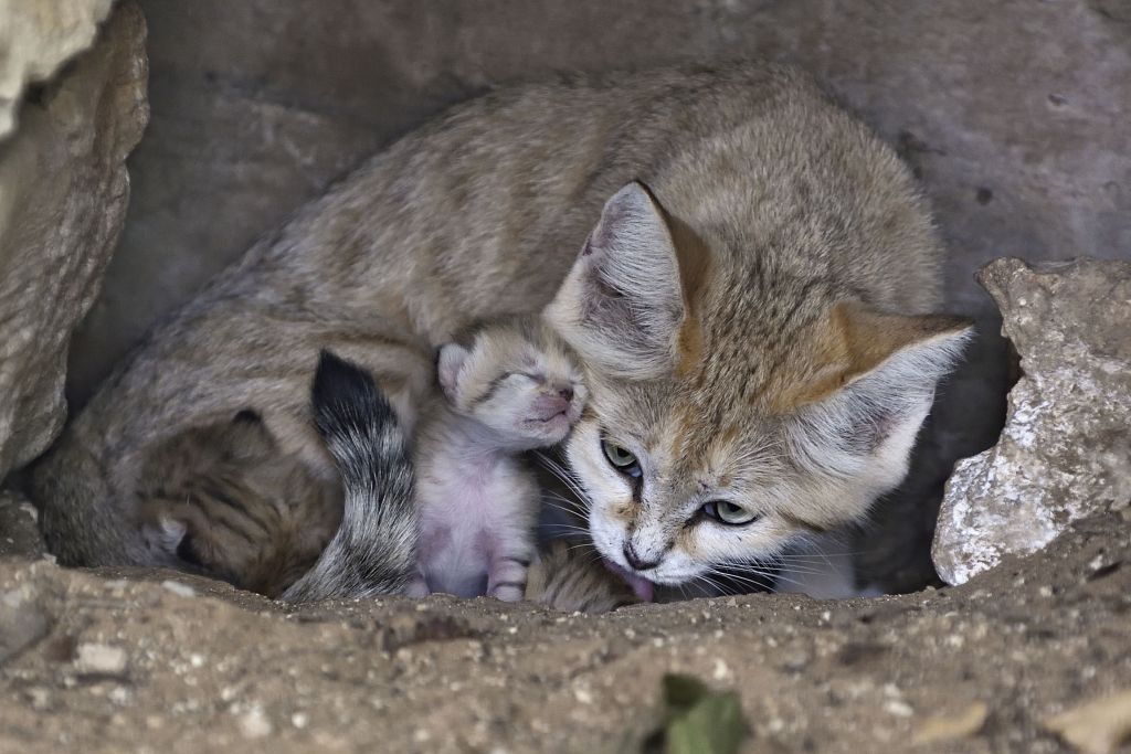 smol sandrub on sandcat