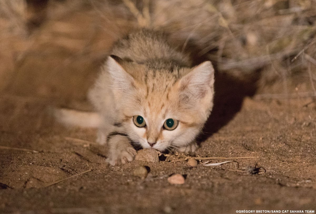 smol sniff rock