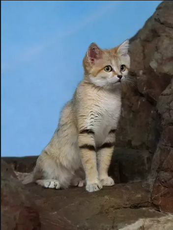 spooked sand cat