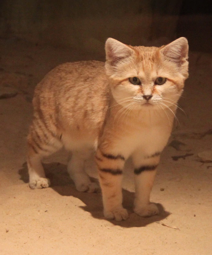 spotlight sandcat