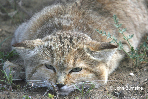 squish the sandcat