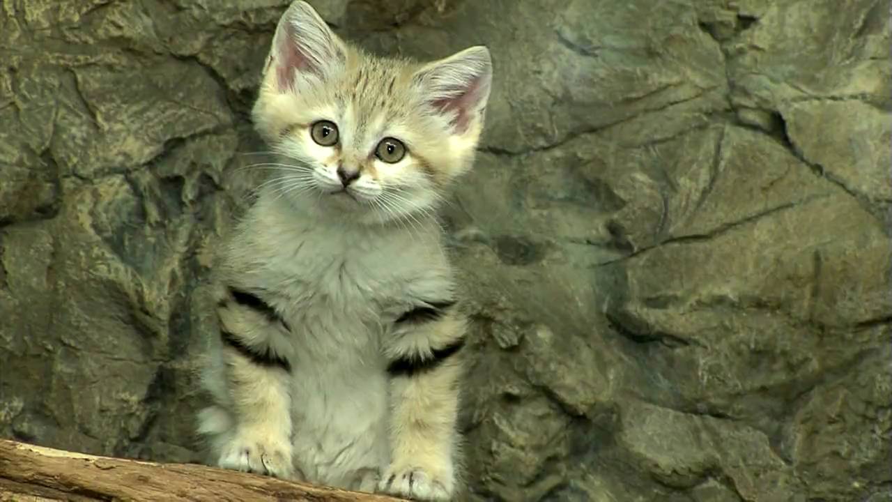 standing sand cat