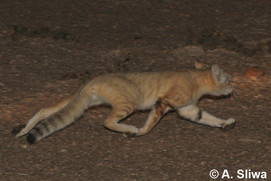 streachy sandcat