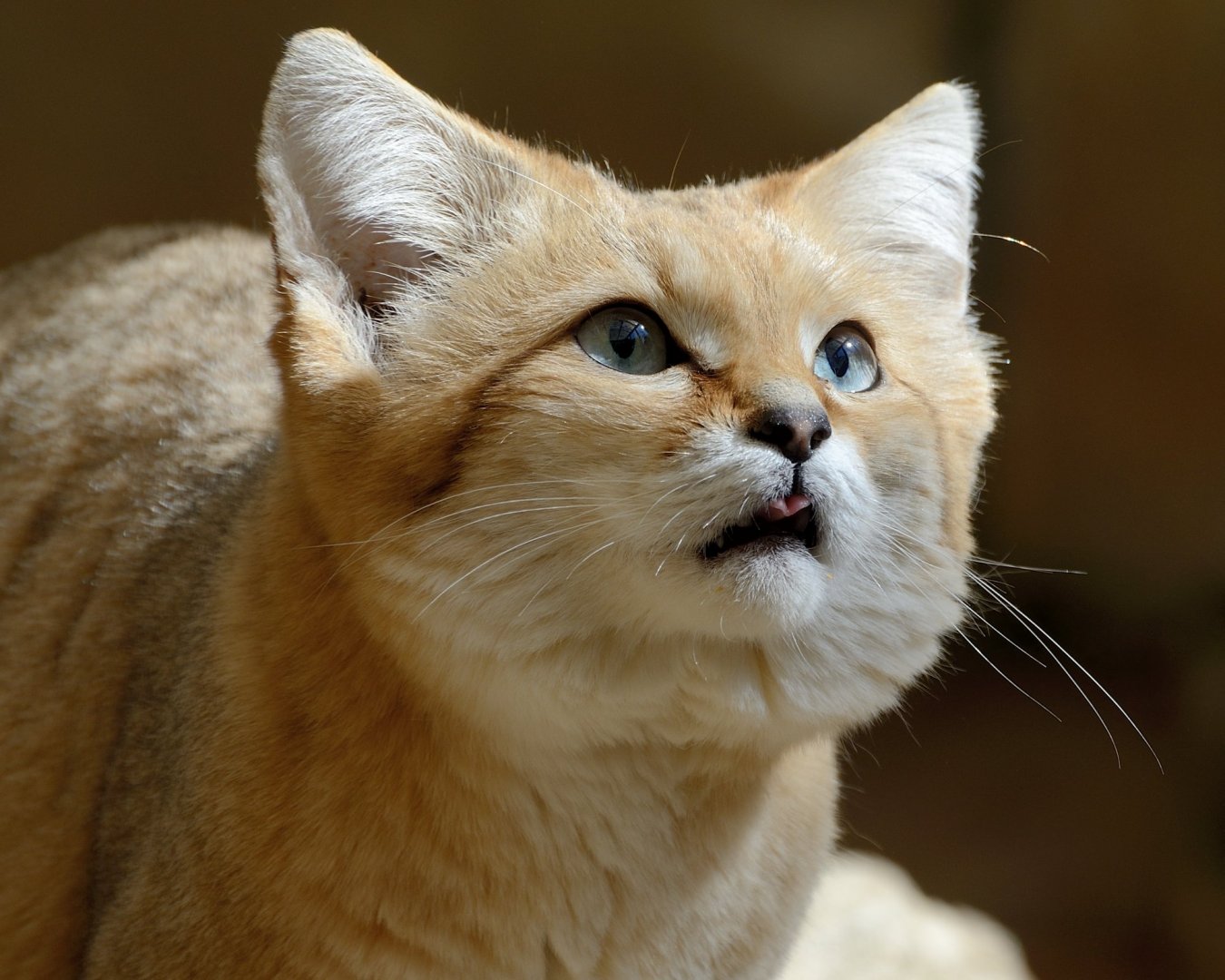 supprised sand cat