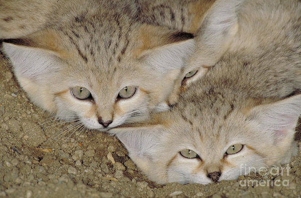 three flat sandcats