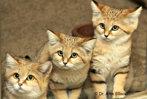 three sand cats