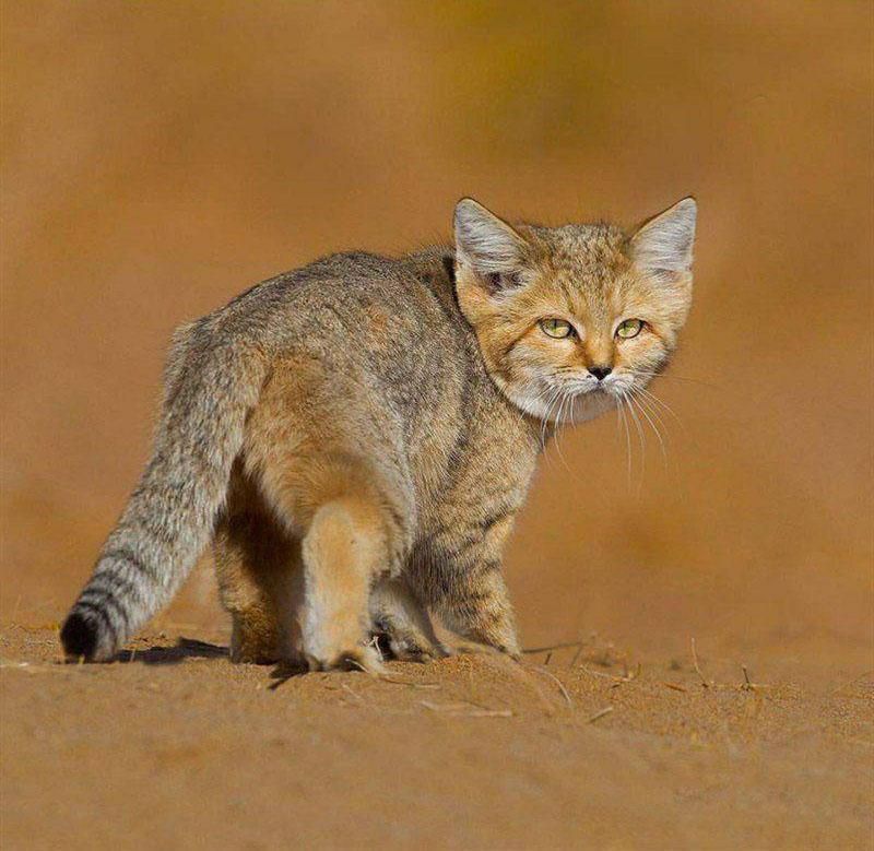 tiny sandcat