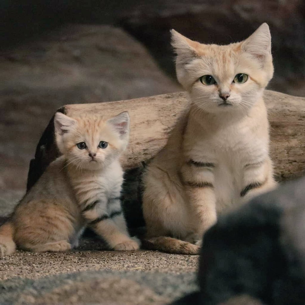 two sandcats in front of log