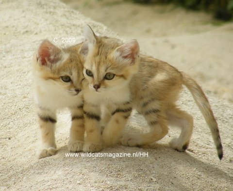 two tiny sandcats