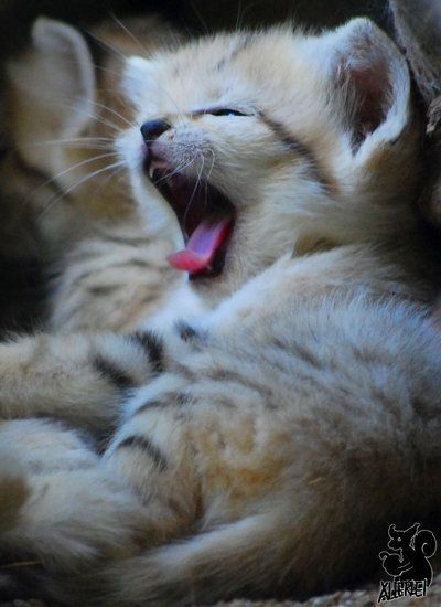 yawn sand cat