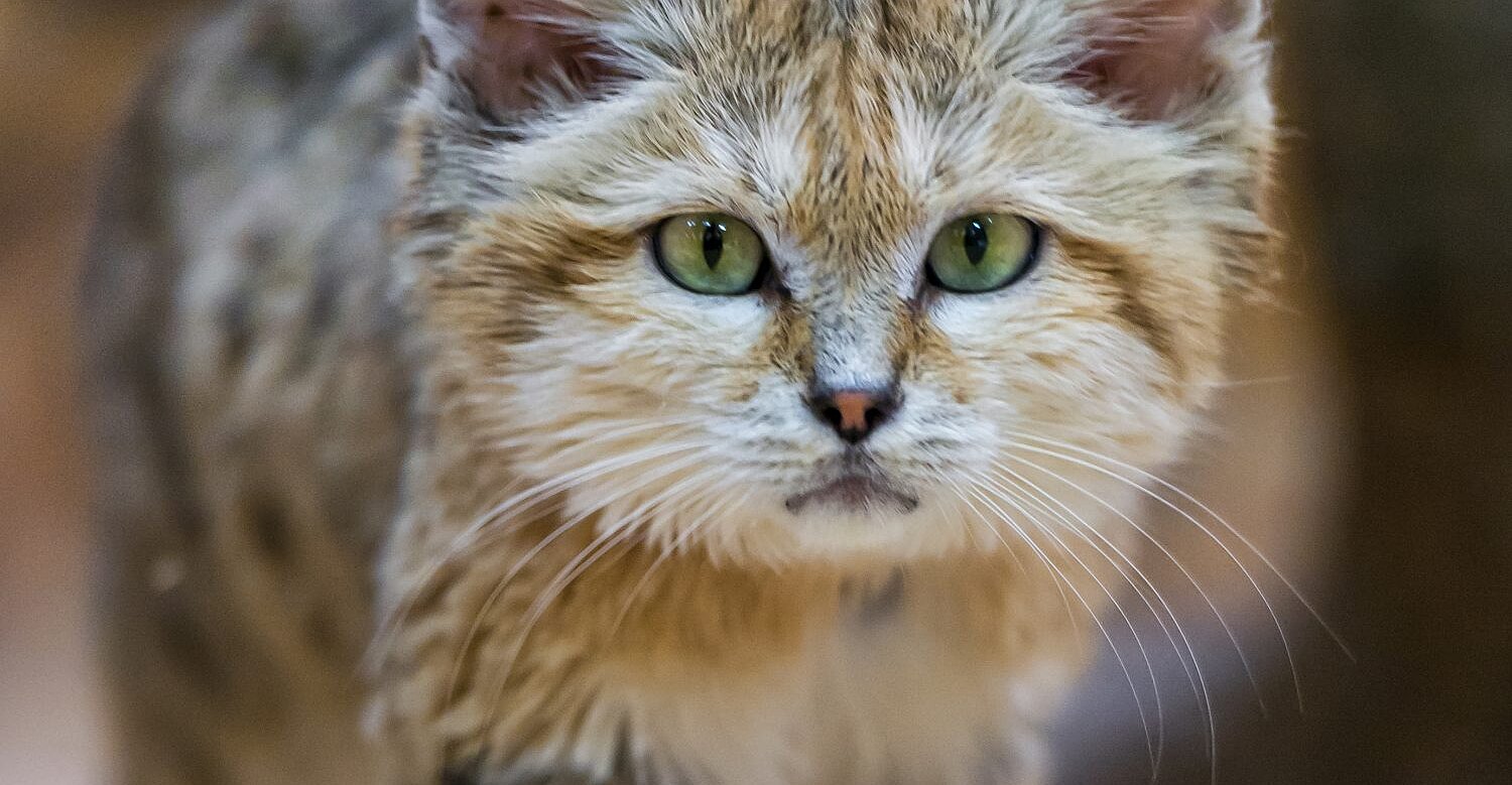 zoomed in sandcat face
